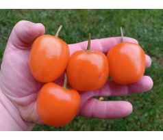 Rocoto Marlene