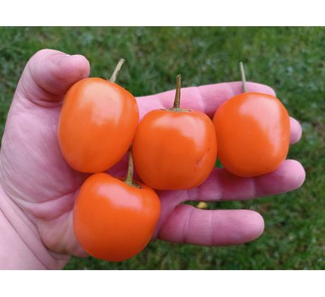 Rocoto Marlene