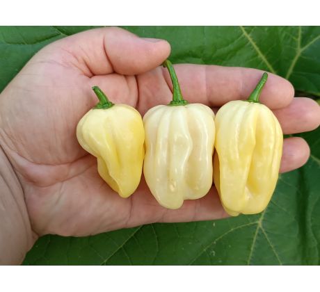 Habanero White Giant