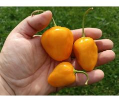 Rocoto Yellow Grande