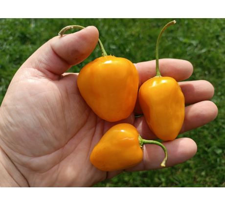 Rocoto Yellow Grande