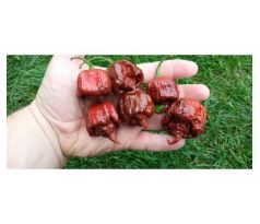 Sazenice Carolina Reaper Chocolate