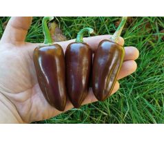 Sazenice Jalapeno Brown