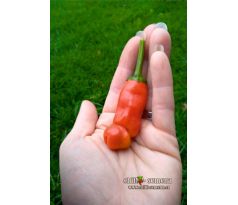 Sazenice Red Peter Penis Pepper